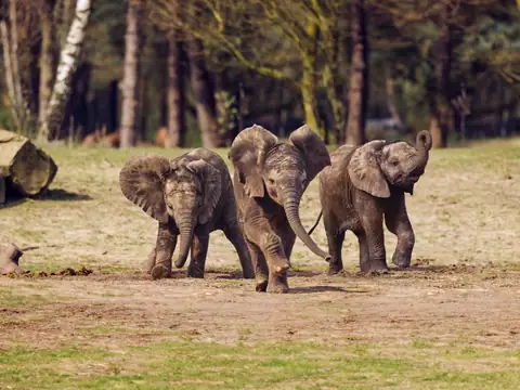 Safaripark Beekse Bergen