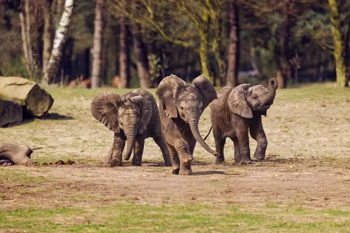 Safaripark Beekse Bergen