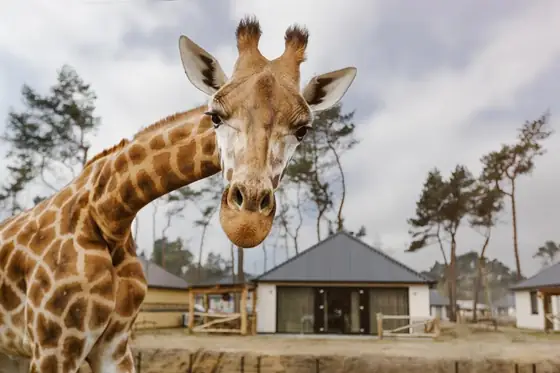 Safaripark Beekse Bergen