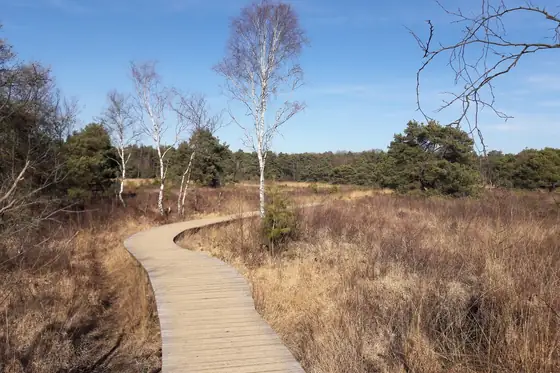 Cartierheide